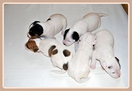 Billy x Hetty v. Würmtal  2 weeks old