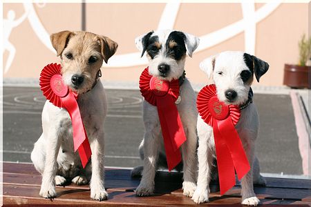 Alpha , Bella, Cindl