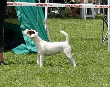 German Champion Miss Marple of Ascania "Bella"