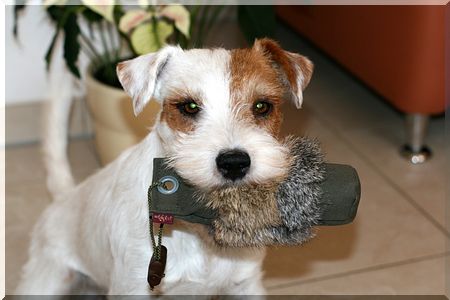 Ein Cacib-Geschenk für Billy ;-)