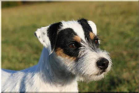 Bella  ist  Deutscher Champion KfT