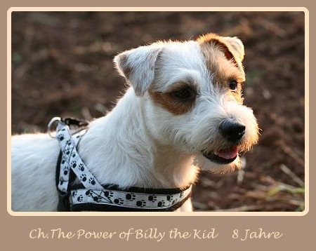 Ch. The Power of Billy the Kid "Billy"